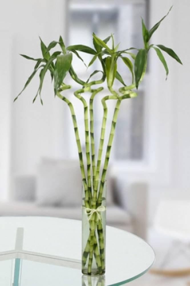 Buy Lucky Bamboo Stick | Plantshop.me UAE