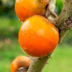 Buy Lulo - Solanum quitoense Seeds Online UAE
