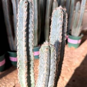 Buy Mandacaru Cereus Cactus Online | Plantshop.me