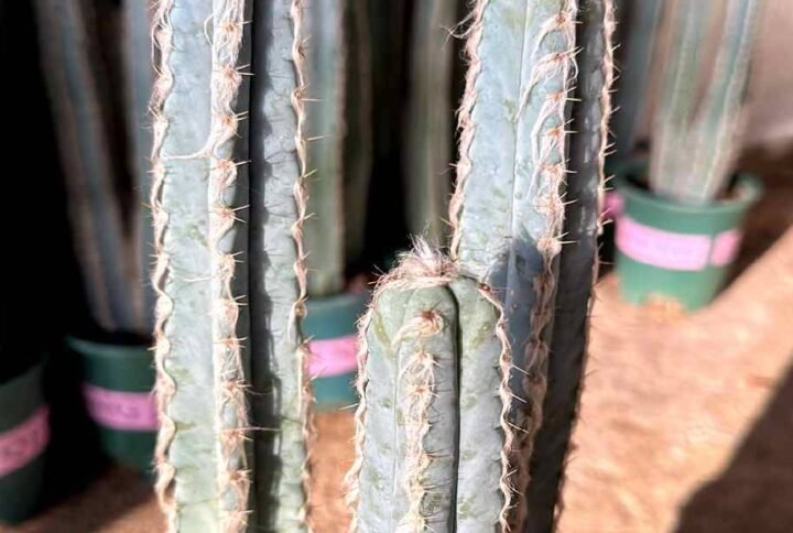 Buy Mandacaru Cereus Cactus Online | Plantshop.me