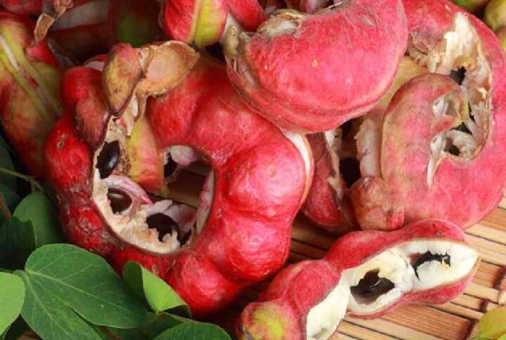 Buy Manila Tamarind or Pithecellobium Dulce UAE