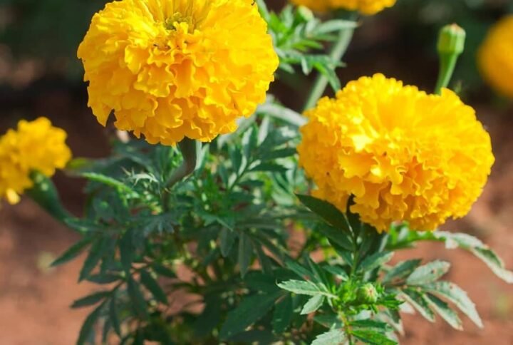 Buy Marigold Yellow Color Seeds | Vibrant Blooms