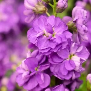 Buy Matthiola Mixed Color Seeds Online - Plantshop.me