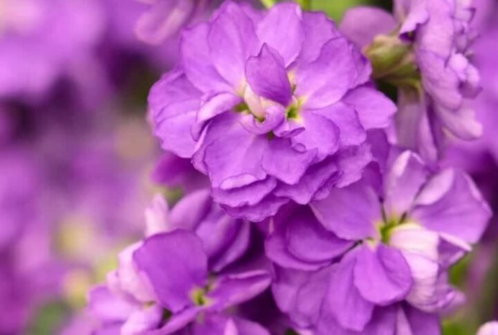 Buy Matthiola Mixed Color Seeds Online - Plantshop.me