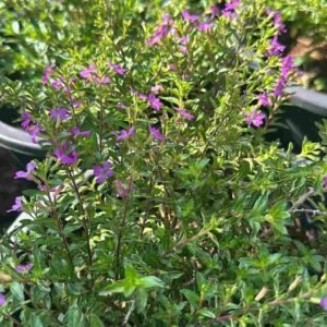 Buy Mexican Heather - Vibrant, Low-Maintenance Plant for UAE