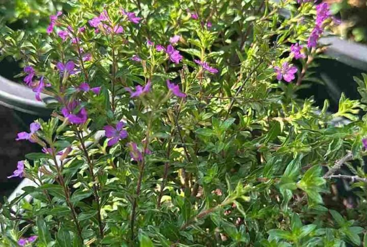 Buy Mexican Heather - Vibrant, Low-Maintenance Plant for UAE