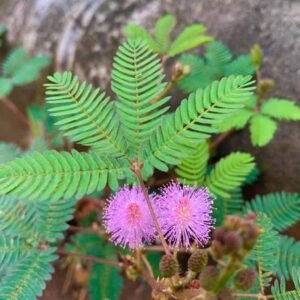 Buy Mimosa Pudica Seeds - Touch Me Not Plant | UAE | Plantshop.me