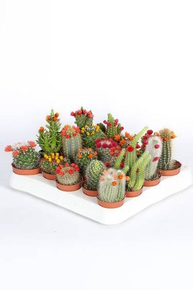 Buy Mini Cacti (Decorated) | Unique Gifts in UAE
