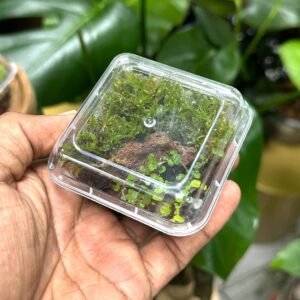 Buy Mini Closed Terrarium: Living Decor at Plantshop.me