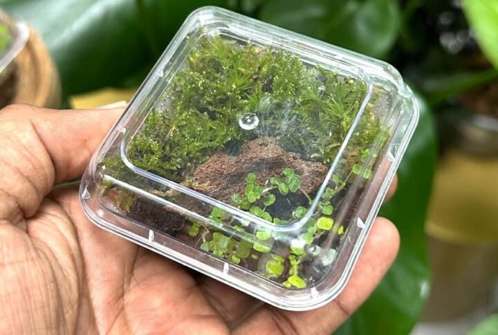 Buy Mini Closed Terrarium: Living Decor at Plantshop.me