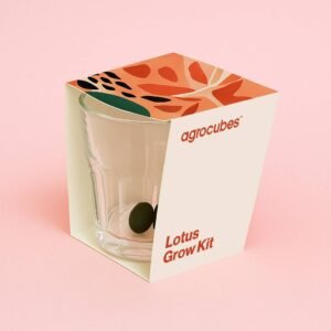 Buy Mini Lotus Seed Grow Kit Online - Plantshop.me UAE