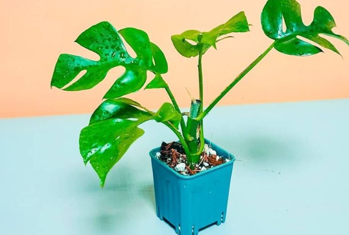 Buy Mini Philodendron Minima | Plantshop.me UAE Store
