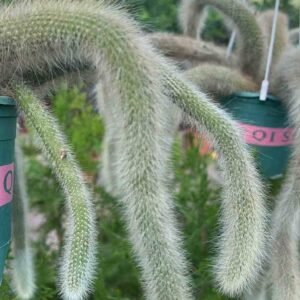 Buy Monkey Tail Cactus Hanging Plant | UAE Online