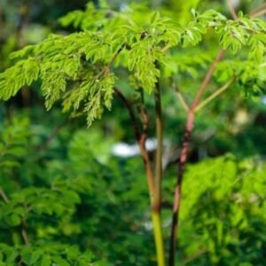 Buy Moringa - Plantshop.me UAE