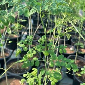 Buy Moringa Small Plant | Fast Delivery in UAE