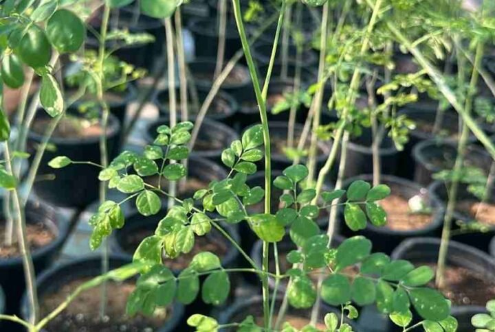 Buy Moringa Small Plant | Fast Delivery in UAE
