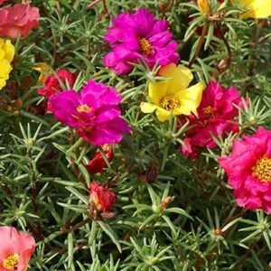 Buy Moss Rose Purslane Plants | Plantshop.me UAE