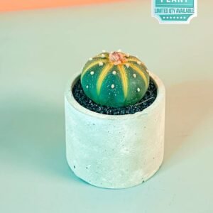 Buy Murano Cactus Mini - Unique Succulent for Your Space