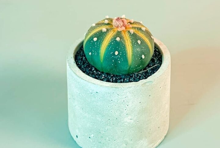 Buy Murano Cactus Mini - Unique Succulent for Your Space