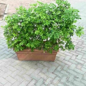 Buy Murraya Paniculata Wall Shaped | Plantshop.me