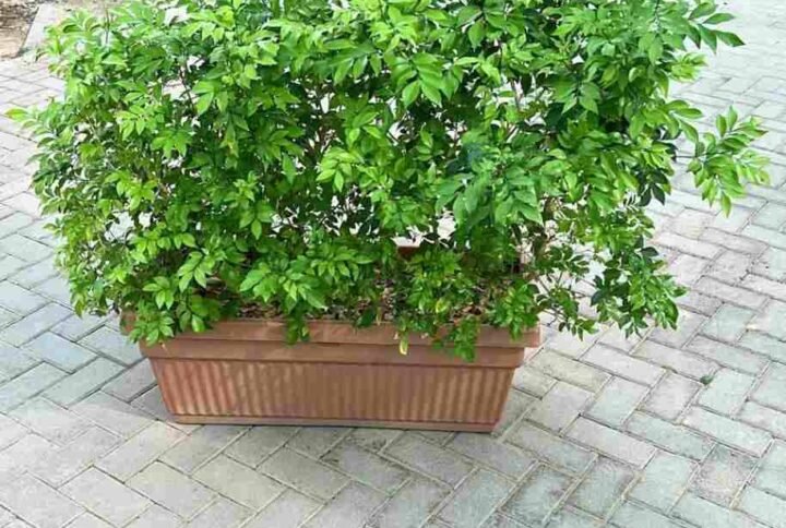 Buy Murraya Paniculata Wall Shaped | Plantshop.me