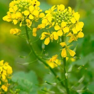 Buy Mustard Sarson Seeds | Grow Spicy Greens | Plantshop.me