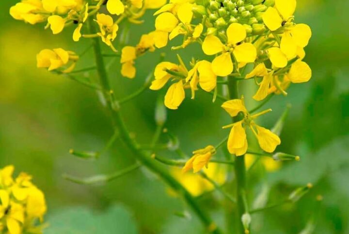 Buy Mustard Sarson Seeds | Grow Spicy Greens | Plantshop.me