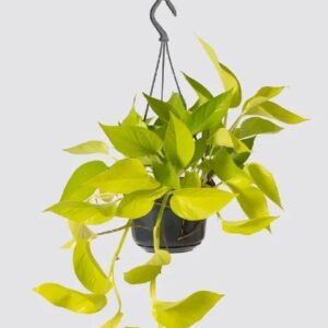 Buy Neon Pothos Hanging Plants - Plantshop.me UAE