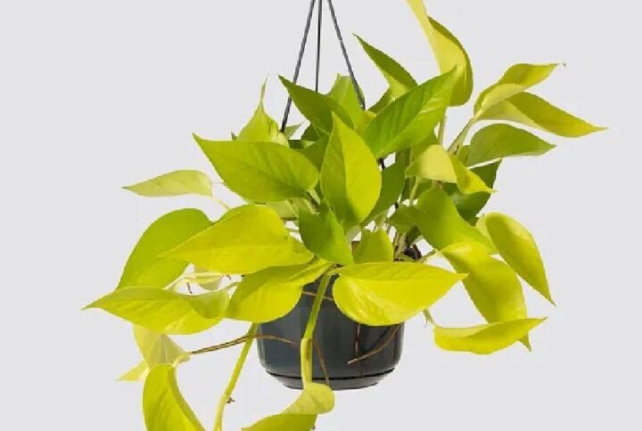 Buy Neon Pothos Hanging Plants - Plantshop.me UAE