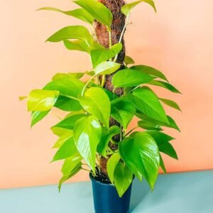 Buy Neon Pothos Moss Stick | Plantshop.me