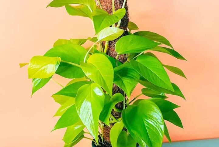 Buy Neon Pothos Moss Stick | Plantshop.me