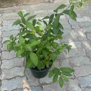 Buy Night Scented Jasmine Small | Plantshop.me UAE