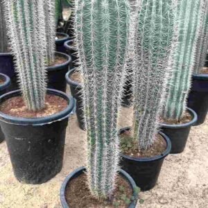 Buy Old Man Cactus Online | Plantshop.me