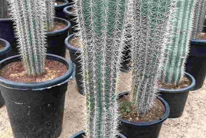 Buy Old Man Cactus Online | Plantshop.me