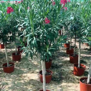 Buy Oleander Single Head | Best Price UAE