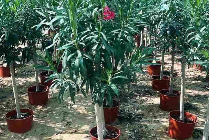 Buy Oleander Single Head | Best Price UAE