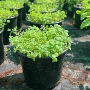 Buy Oregano Common Online - Fresh Herb for Your Garden