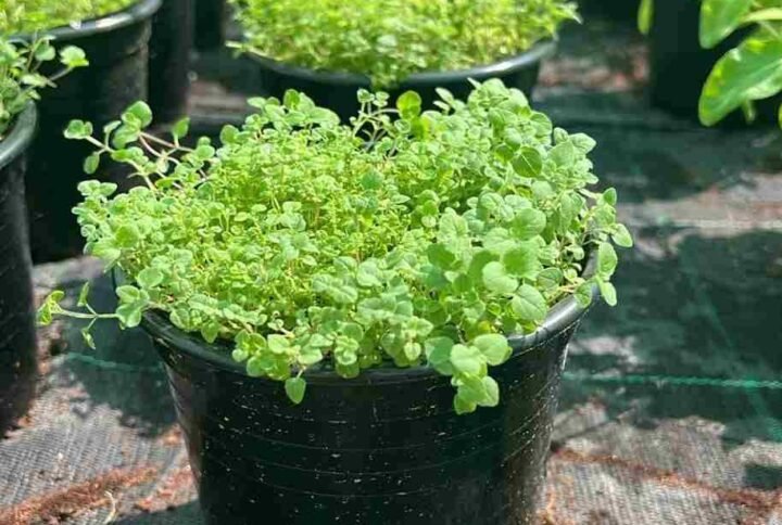 Buy Oregano Common Online - Fresh Herb for Your Garden