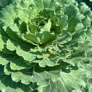 Buy Ornamental Leaf Cabbage Plant | UAE Garden Decor