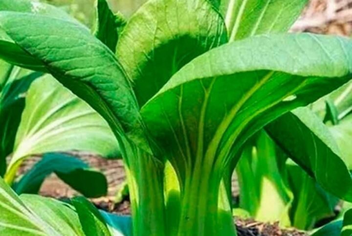 Buy Pak Choi Seeds | Grow Fresh Greens | Plantshop.me