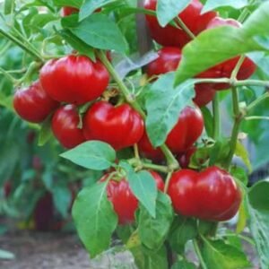 Buy Paprika Hot Pepper Seeds | Plantshop.me UAE