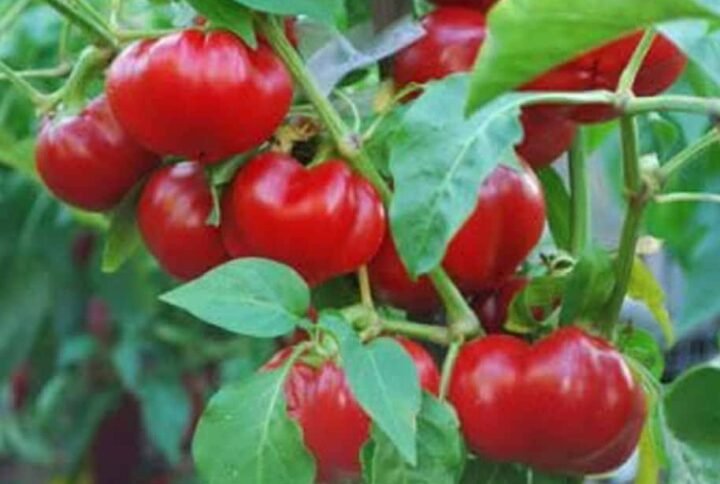 Buy Paprika Hot Pepper Seeds | Plantshop.me UAE