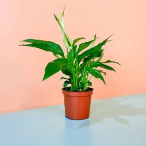 Buy Peace Lily Mini | Plantshop.me UAE