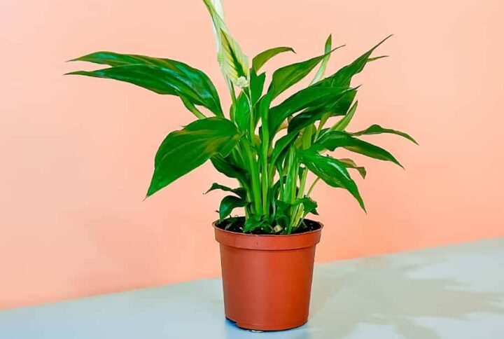 Buy Peace Lily Mini | Plantshop.me UAE