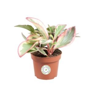Buy Peperomia Ginny - Exotic Indoor Plant | Plantshop.me UAE