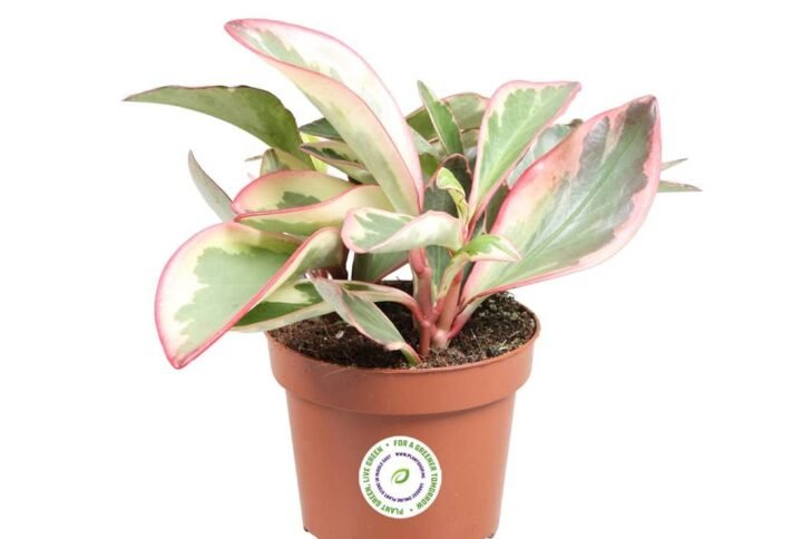 Buy Peperomia Ginny - Exotic Indoor Plant | Plantshop.me UAE