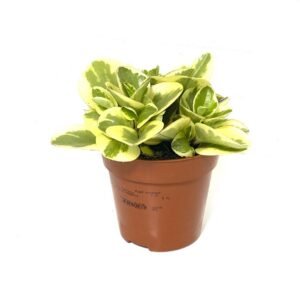 Buy Peperomia White Marble - Exotic Indoor Plant | Plantshop.me