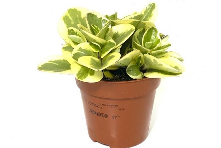 Buy Peperomia White Marble - Exotic Indoor Plant | Plantshop.me