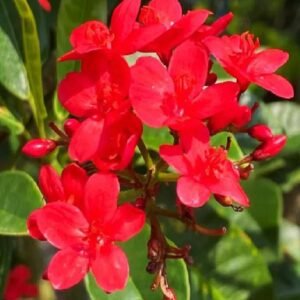 Buy Peregrina Tall – Plantshop.me UAE