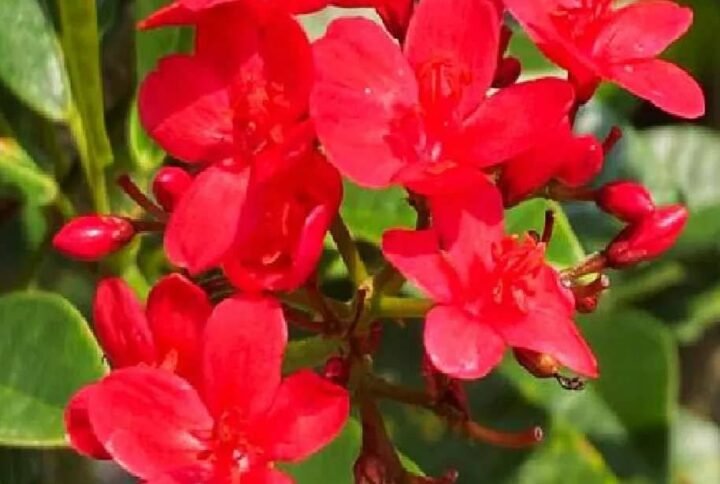 Buy Peregrina Tall – Plantshop.me UAE